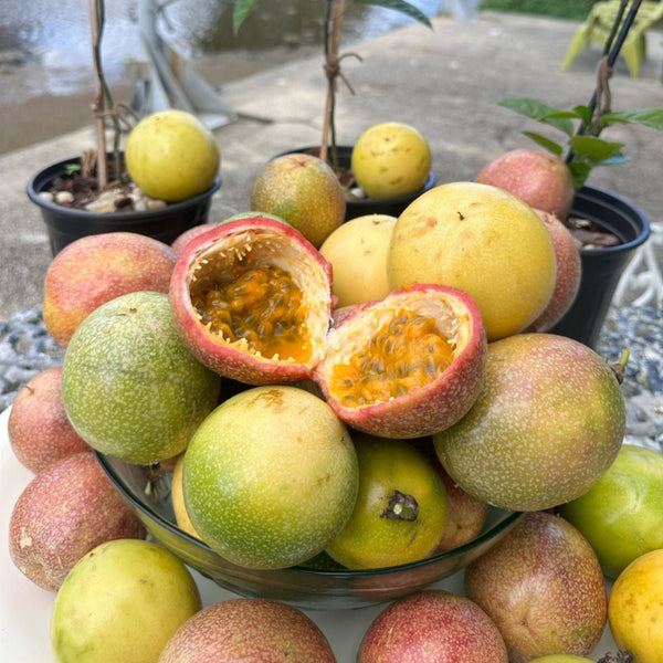 passion fruit 様 rn-