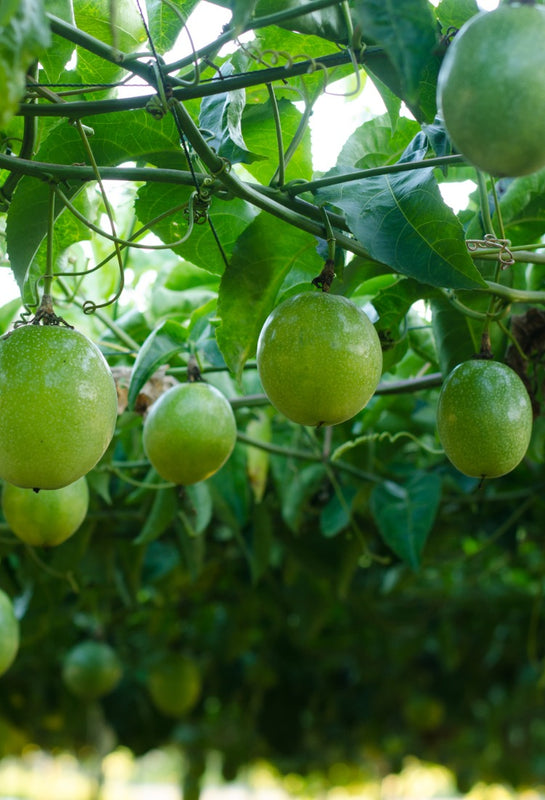 Passion fruit growing on vines supported by an overhead trellis.