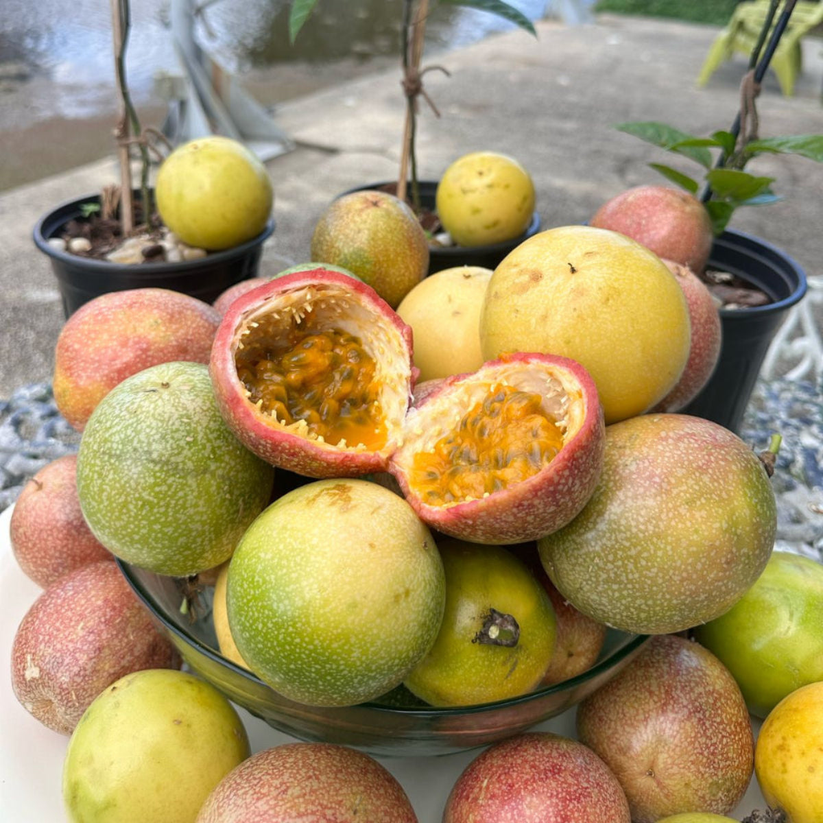 Fresh Passion Fruit – Passion Fruit & Co.